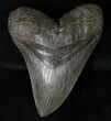 Robust Megalodon Tooth #16569-1